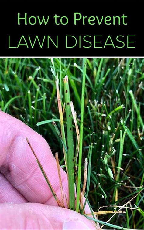 Prevents Lawn Diseases